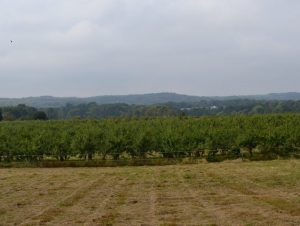utsikt över österlensk äppelträdgård