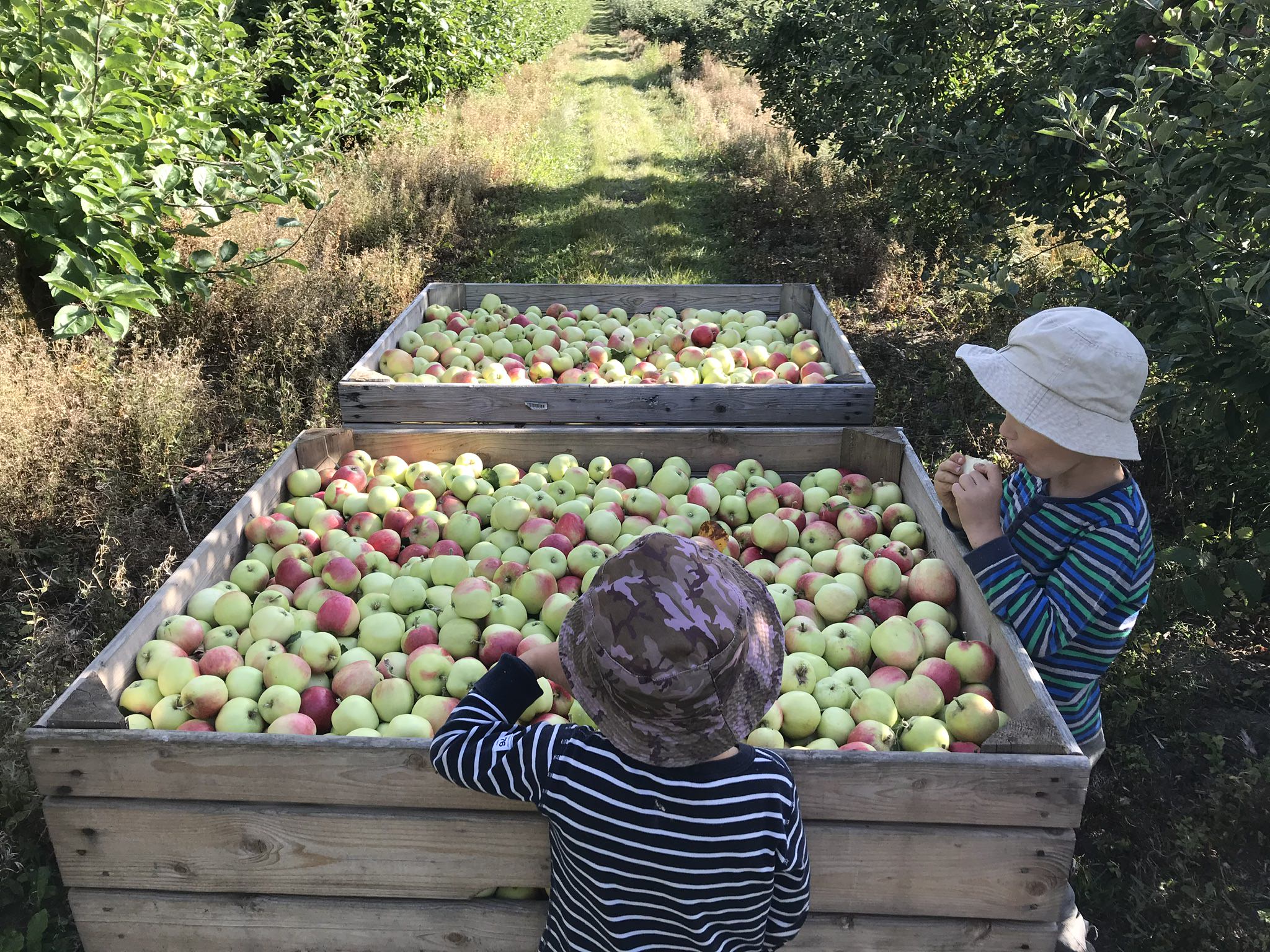 Barn vid nyplockade äpplen